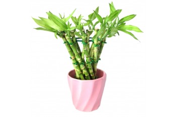 Lucky Bamboo Trumpet 